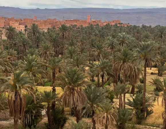 Palm Oasis
